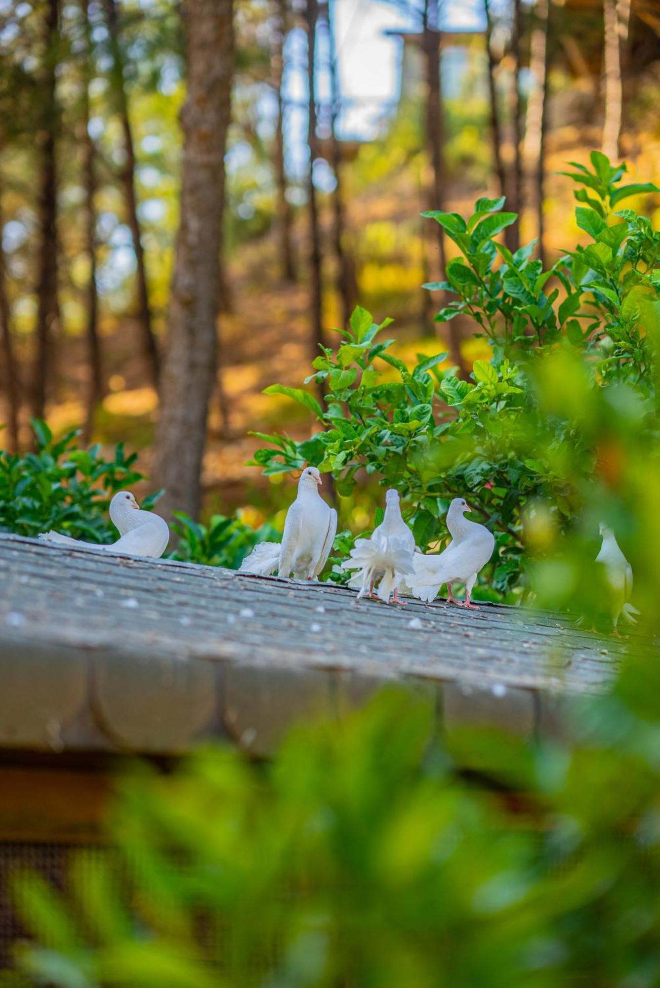 Kairos Valley Health & Nature Resort 达特恰 外观 照片